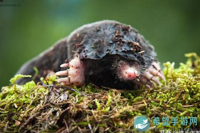 鼹鼠同行之森林之家全收集攻略：星星月亮齐助力，第一波物件大揭秘！持续更新中，速来围观！