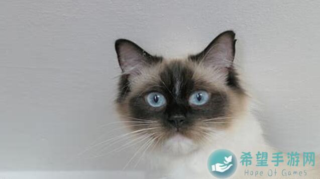 猫之城涂鸦本难度10区域一至三如何稳定速刷？秘籍大揭秘