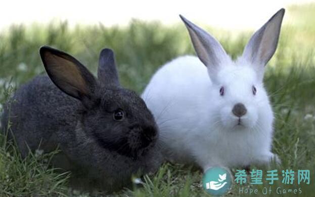 动物餐厅新攻略：如何快速招来村里客人？掌握这些秘诀让你的生意火爆起来！