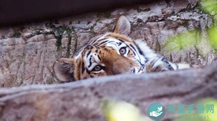 动物森林畅游心得清单！常见玩法通关攻略，让你秒变动物森林达人，好玩吗？